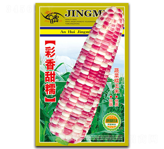 彩香甜糯-糯玉米種子-京密種業(yè)