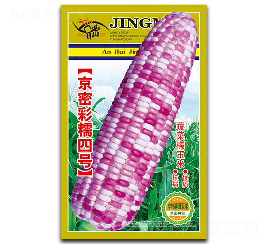 京密彩糯四號(hào)-糯玉米種子-京密種業(yè)