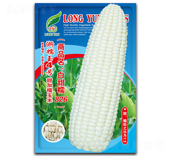 白加糯826-糯玉米種子-京密種業(yè)