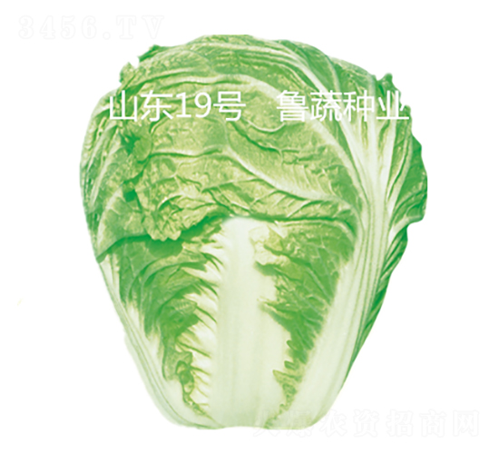 山東19號(hào)-白菜種子-魯蔬種業(yè)