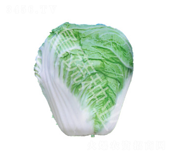 山東四號(hào)-白菜種子-魯蔬種業(yè)