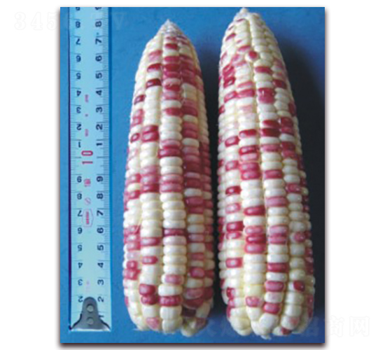 蘇玉糯11號(hào)-糯玉米種子-中禾種業(yè)