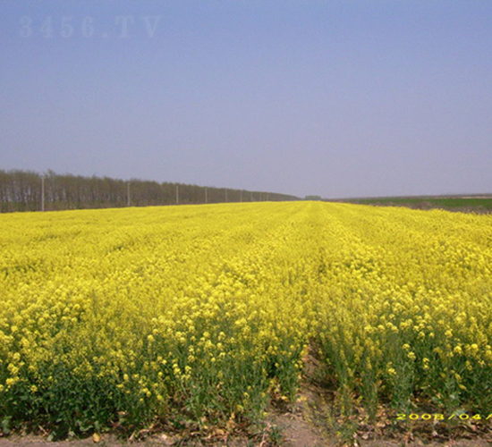 秦優(yōu)7號(hào)-油菜種子-中禾種業(yè)