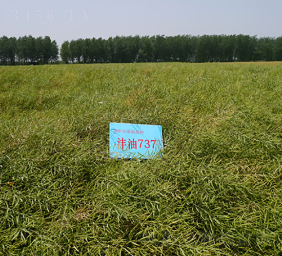 灃油737-油菜種子-中禾種業(yè)