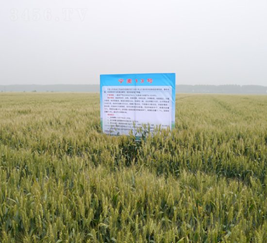 寧麥13號(hào)-小麥種子-中禾種業(yè)