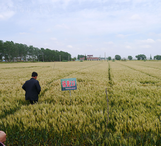 揚麥23-小麥種子-中禾種業(yè)