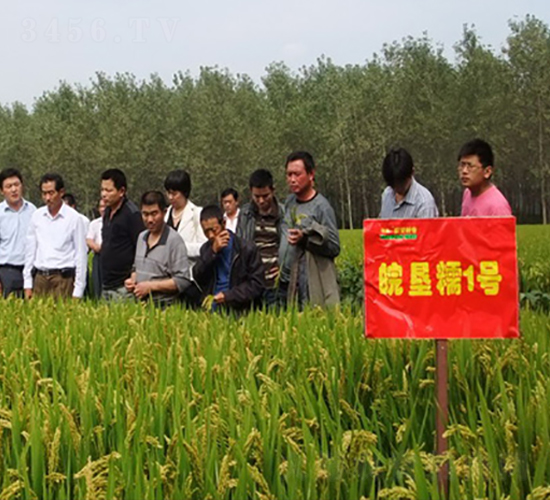 皖墾糯1號-水稻種子-中禾種業(yè)