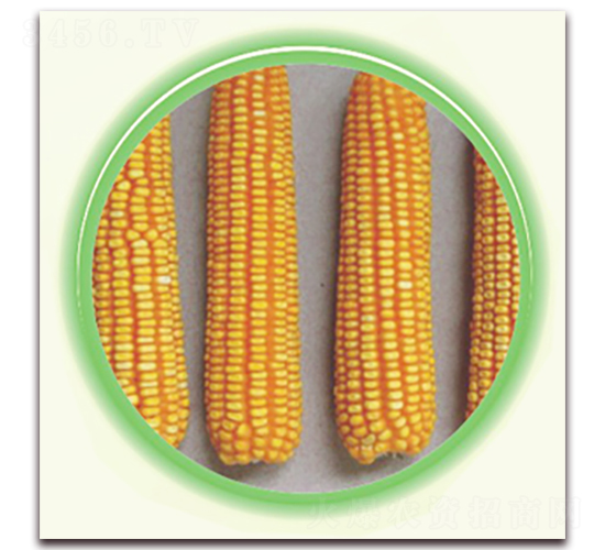 蘇玉10號-玉米種子-中禾種業(yè)