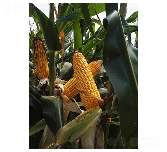 LY23-玉米種子-魯研農(nóng)業(yè)