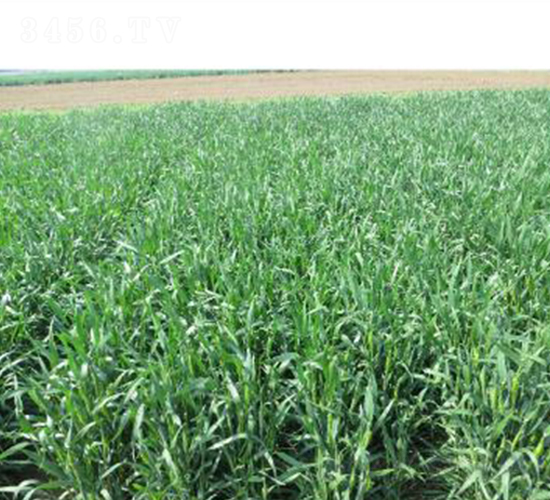 濟(jì)麥262-小麥種子-魯研農(nóng)業(yè)