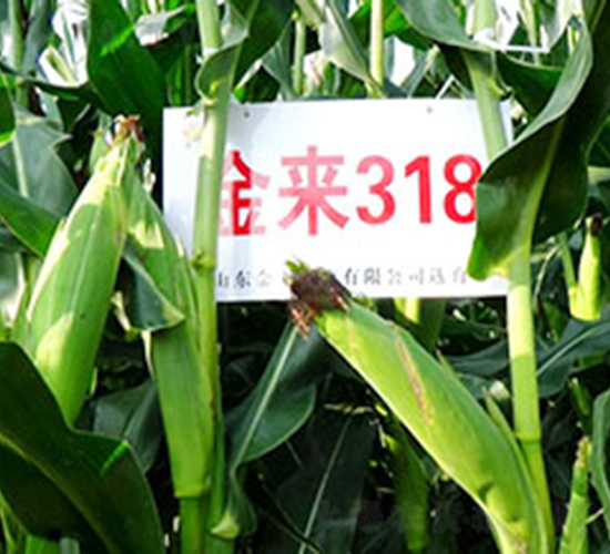 金來(lái)318-玉米種子-金來(lái)種業(yè)