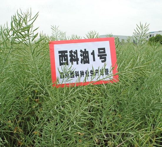 西科油1號(hào)-油菜種子-西科農(nóng)業(yè)