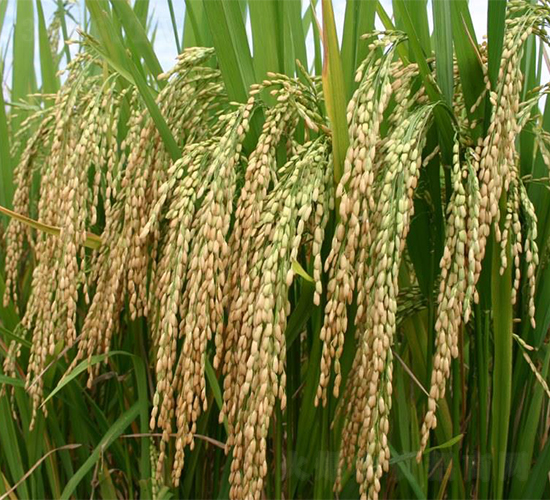 岡優(yōu)140-水稻種子-西科農(nóng)業(yè)