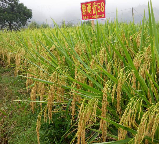 黔兩優(yōu)58-水稻種子-西科農(nóng)業(yè)