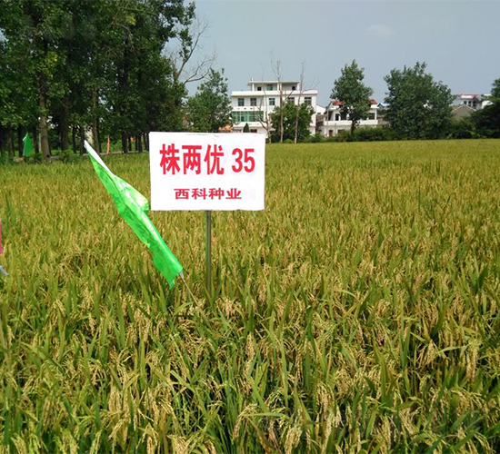 株兩優(yōu)35-水稻種子-西科農(nóng)業(yè)