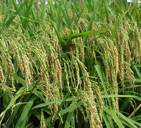 天龍優(yōu)1340-水稻種子-西科農(nóng)業(yè)