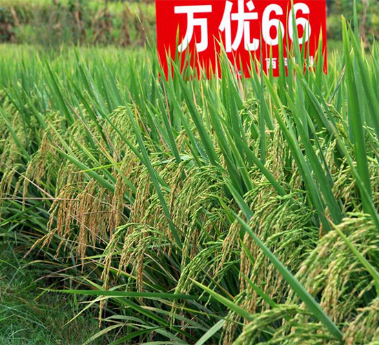 萬(wàn)優(yōu)66-水稻種子-西科農(nóng)業(yè)