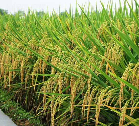 天龍兩優(yōu)140-水稻種子-西科農(nóng)業(yè)