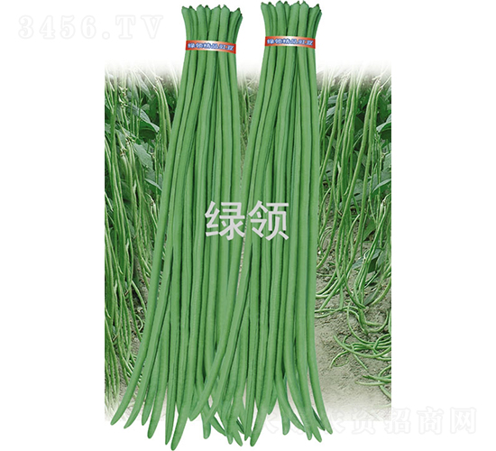 艾美特-豆角種子-綠領種業(yè)