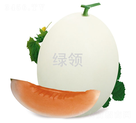 L-1551-甜瓜種子-綠領種業(yè)