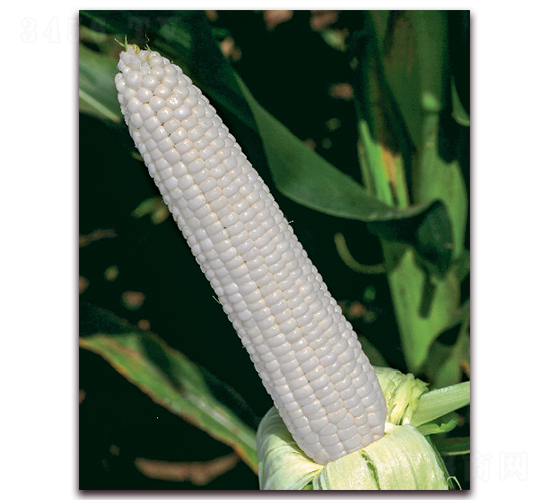 金糯1801-糯玉米種子-金農(nóng)科