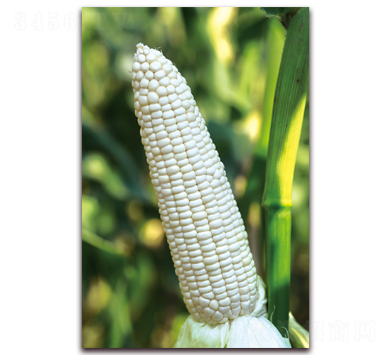 金糯685-甜糯玉米種子-金農(nóng)科