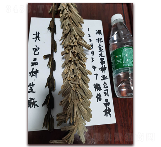 金九昌芝麻種子實例圖