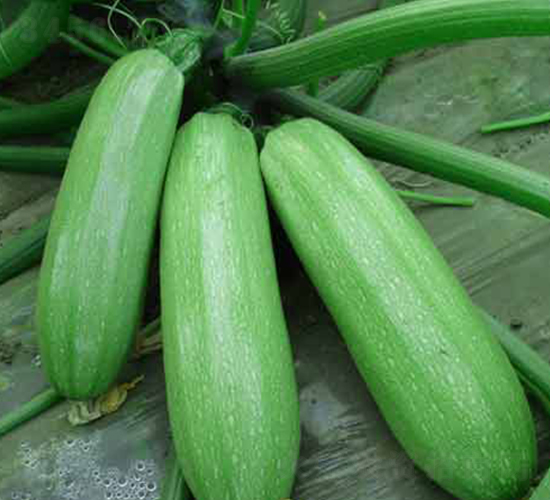 西湖2-西葫蘆種子-農(nóng)之潤