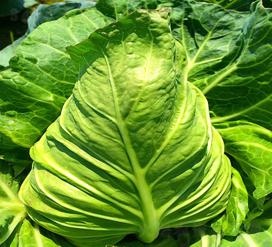 蘇甘867-甘藍種子-中江種業(yè)