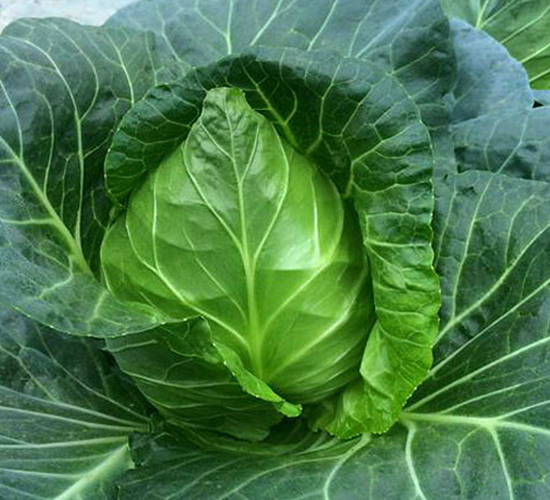 甜心-甘藍(lán)種子-中江種業(yè)
