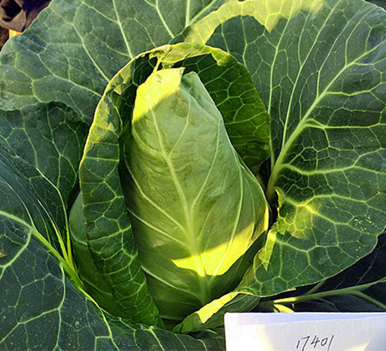 17401（新）-甘藍(lán)種子-中江種業(yè)