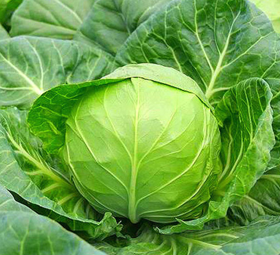 蘇甘25-甘藍種子-中江種業(yè)