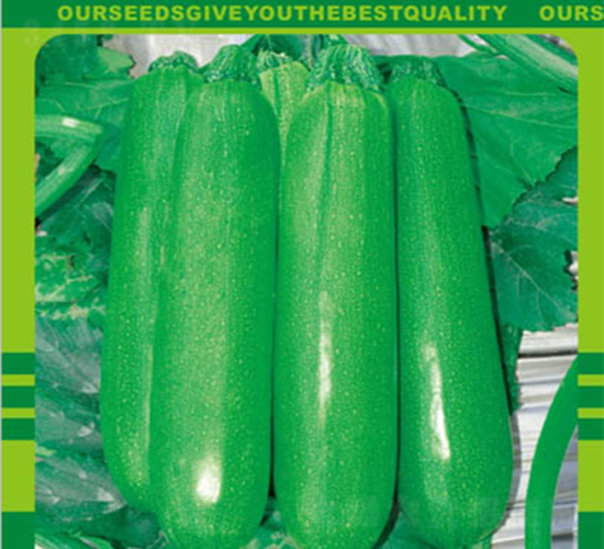 奧鹿八號-黃瓜種子-中升農(nóng)業(yè)