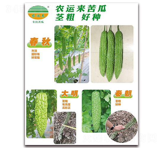 春秋+大明+秦朝-苦瓜種子-農(nóng)運(yùn)來(lái)