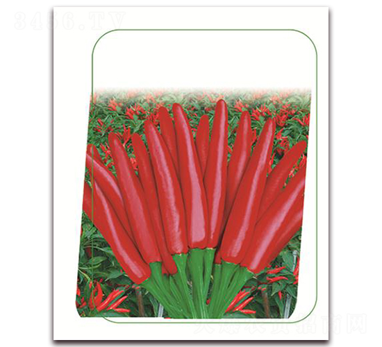 鼎鼎紅-辣椒種子-鼎優(yōu)農業(yè)