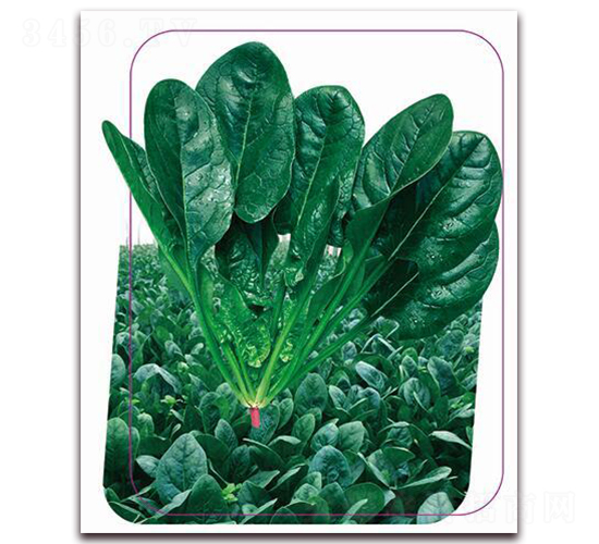 寒勝6號(hào)-菠菜種子-鼎優(yōu)農(nóng)業(yè)