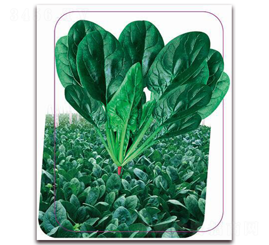 鼎菠三號-菠菜種子-鼎優(yōu)農(nóng)業(yè)