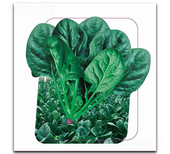 強勝-菠菜種子-鼎優(yōu)農(nóng)業(yè)