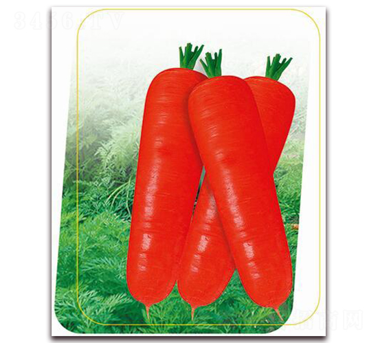 卡紅七寸-胡蘿卜種子-鼎優(yōu)農(nóng)業(yè)