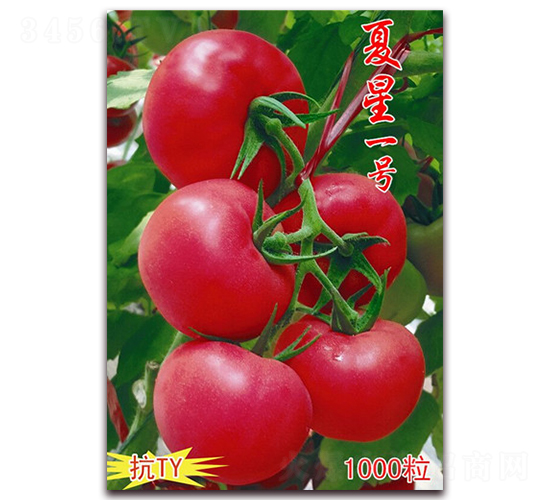 夏星一號(hào)-粉色大番茄種子-友賢種業(yè)