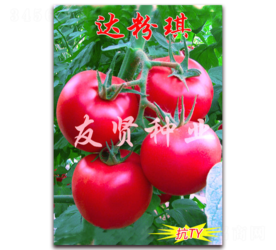 達(dá)粉琪-粉色大番茄種子-友賢種業(yè)