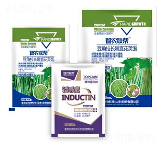 豆角拉長(zhǎng)嫩直花莢飽-金吉達(dá)