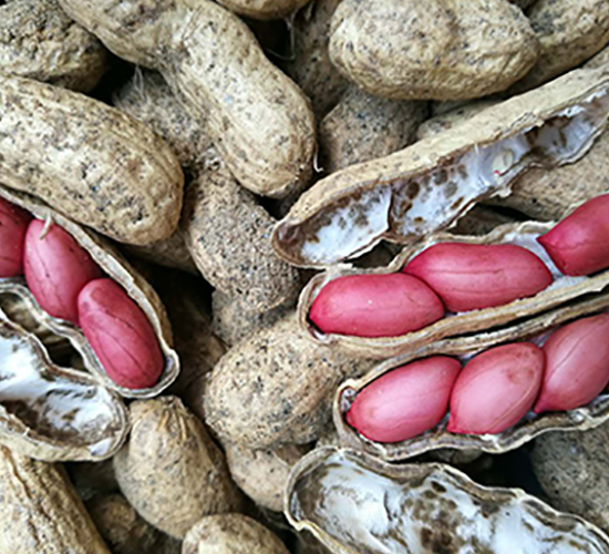 四米紅-花生種子-飛歌農(nóng)業(yè)