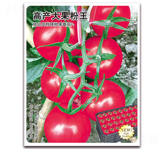 高產大果粉王-番茄種子-飛歌農業(yè)