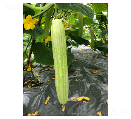 川園十二號-黃瓜種子-好特園藝