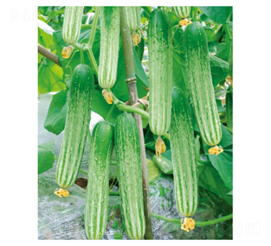白馬4號-黃瓜種子-好特園藝
