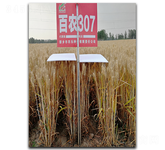 百農307-小麥種子