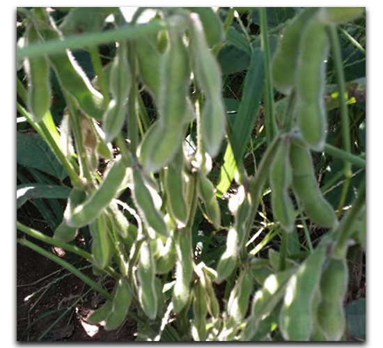 臺灣75-3-毛豆種子-茂華種業(yè)