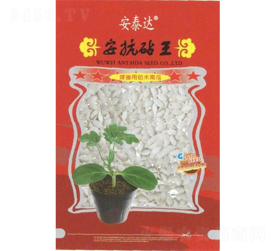 安抗砧王-南瓜種子-安泰達