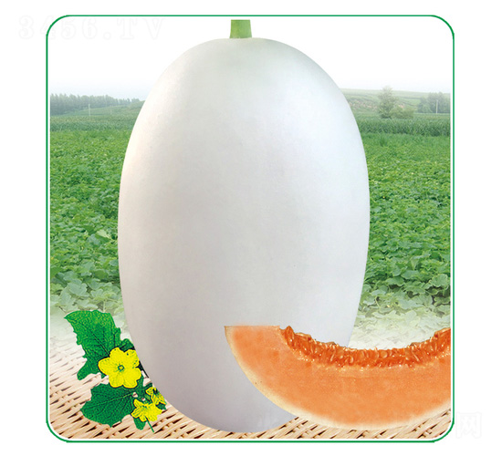 白脆美-甜瓜種子-安泰達(dá)